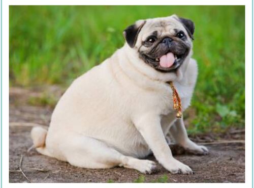 SURPOIDS OU SOUS-POIDS